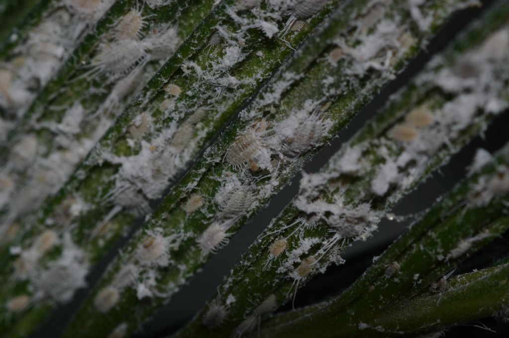 Cocciniglie su Cycas: Pseudococcidae